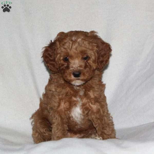 Shyanne, Cockapoo Puppy